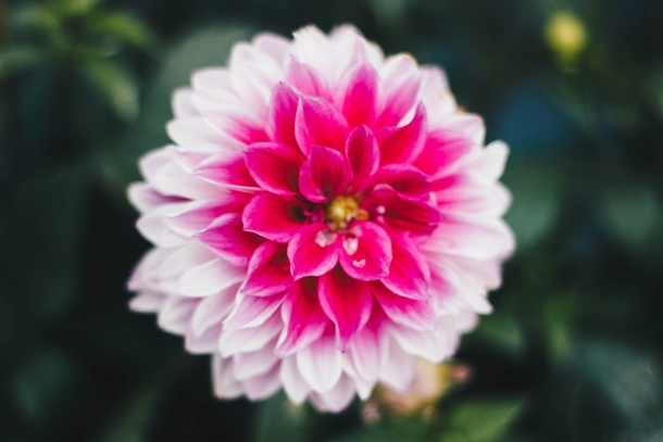 10 Beautiful Dahlia Photography Images - picture 10