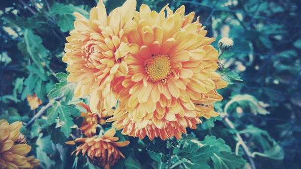 10 Beautiful Dahlia Photography Images - picture 11
