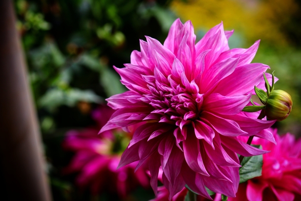 10 Beautiful Dahlia Photography Images - picture 12