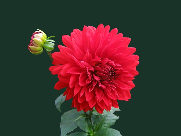 10 Beautiful Dahlia Photography Images - picture 2