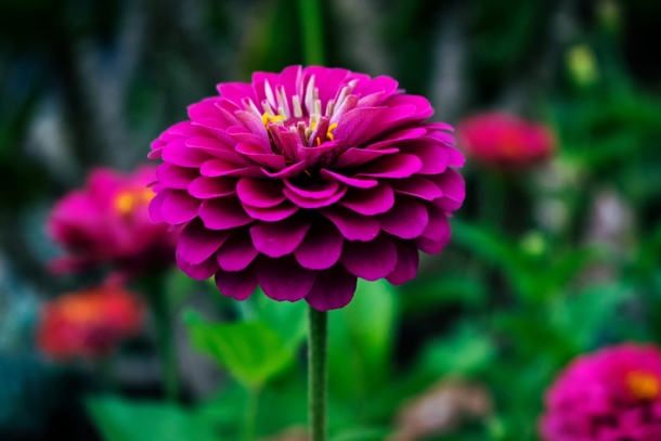 10 Beautiful Dahlia Photography Images - picture 3
