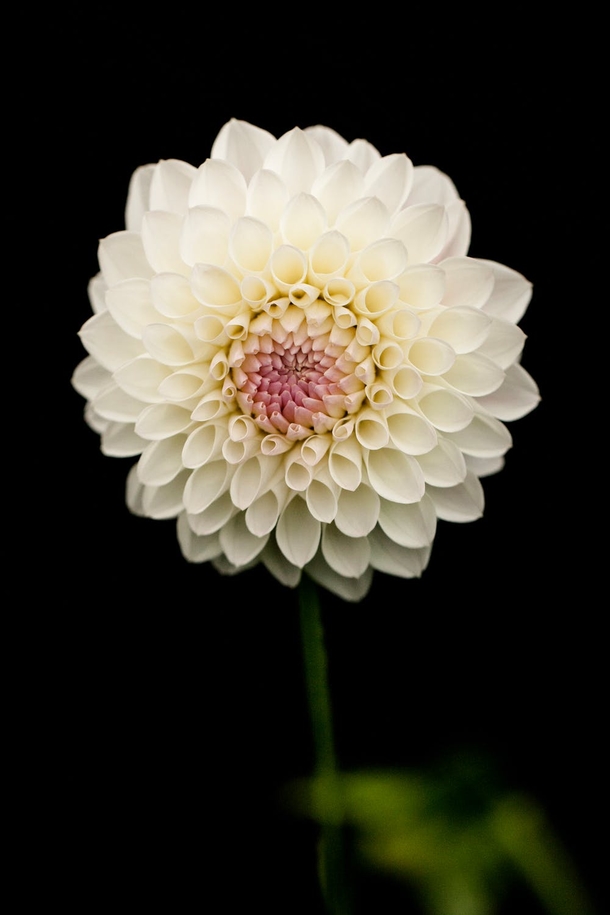 10 Beautiful Dahlia Photography Images - picture 4