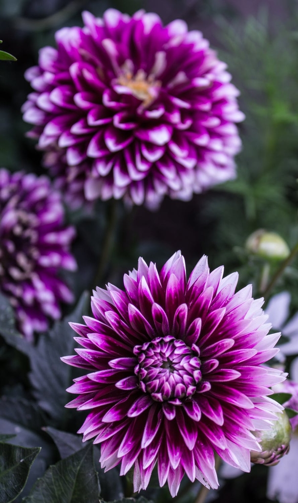 10 Beautiful Dahlia Photography Images - picture 5