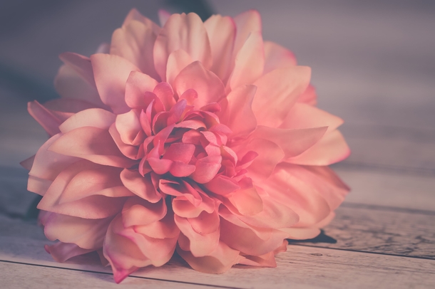 10 Beautiful Dahlia Photography Images - picture 6