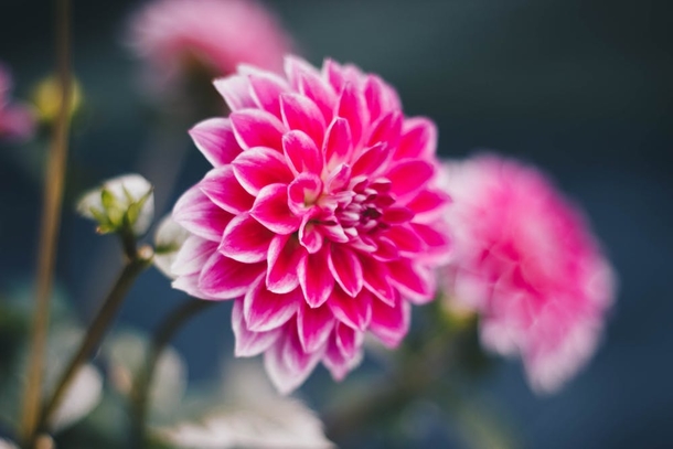 10 Beautiful Dahlia Photography Images - picture 7