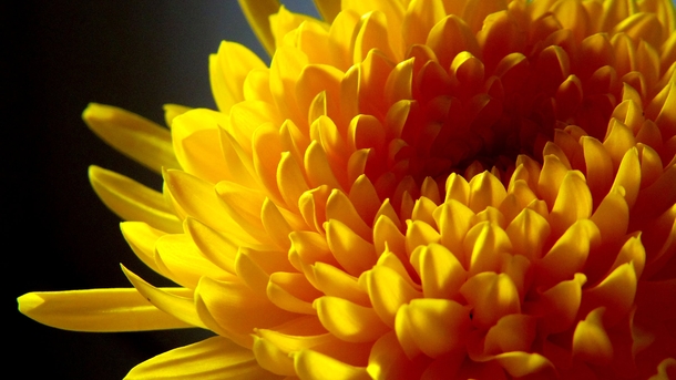 10 Beautiful Dahlia Photography Images - picture 8