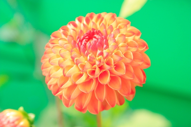 10 Beautiful Dahlia Photography Images - picture 9