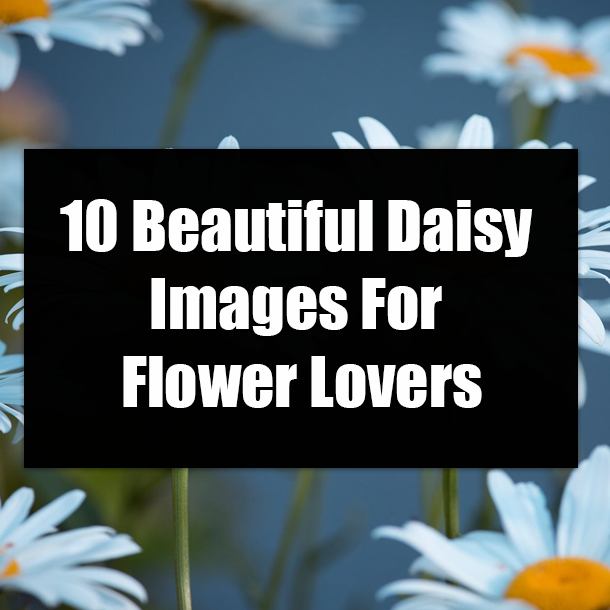 10 Beautiful Daisy Images For Flower Lovers