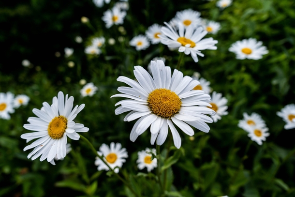 10 Beautiful Daisy Images For Flower Lovers - picture 10