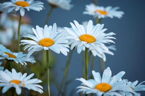 10 Beautiful Daisy Images For Flower Lovers - picture 11