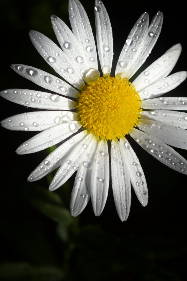 10 Beautiful Daisy Images For Flower Lovers - picture 3