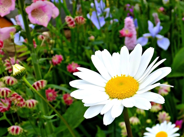10 Beautiful Daisy Images For Flower Lovers - picture 4