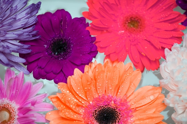 10 Beautiful Daisy Images For Flower Lovers - picture 5