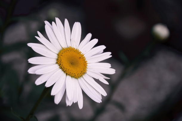 10 Beautiful Daisy Images For Flower Lovers - picture 6