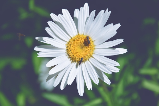 10 Beautiful Daisy Images For Flower Lovers - picture 7