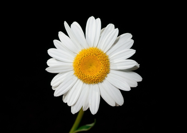 10 Beautiful Daisy Images For Flower Lovers - picture 8