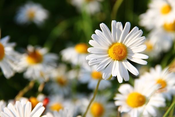10 Beautiful Daisy Images For Flower Lovers - picture 9