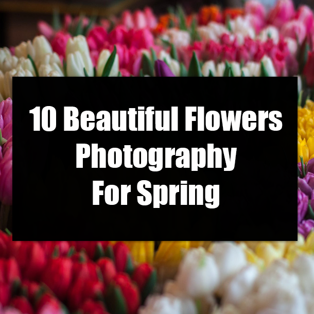 10 Beautiful Flowers Photography For Spring
