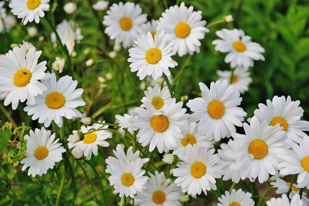 10 Beautiful Flowers Photography For Spring - picture 11