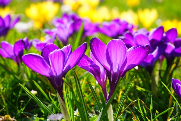 10 Beautiful Flowers Photography For Spring - picture 12