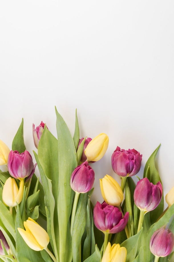 10 Beautiful Flowers Photography For Spring - picture 2