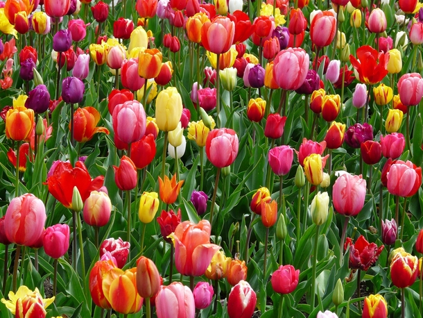 10 Beautiful Flowers Photography For Spring - picture 3