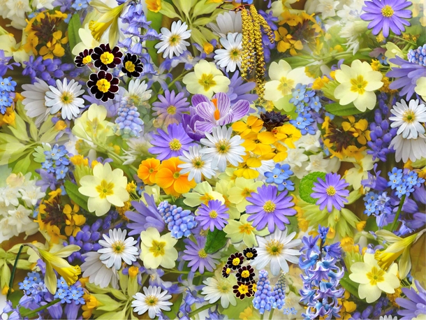 10 Beautiful Flowers Photography For Spring - picture 4