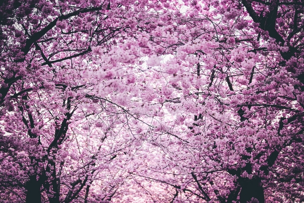 10 Beautiful Flowers Photography For Spring - picture 5