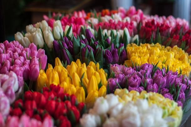 10 Beautiful Flowers Photography For Spring - picture 7