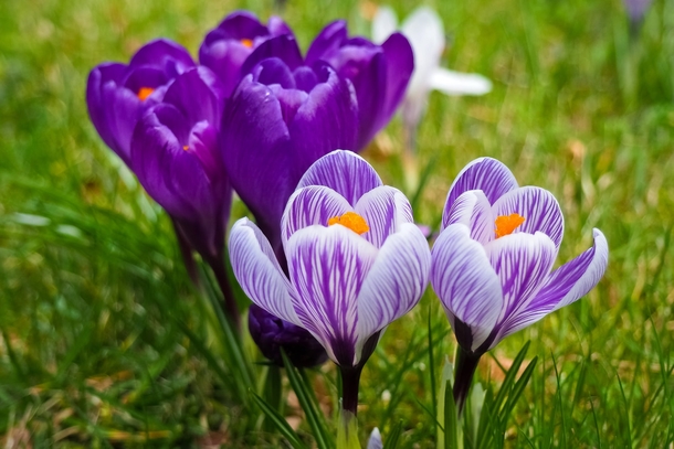 10 Beautiful Flowers Photography For Spring - picture 9