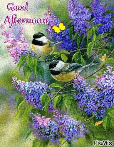 10 Beautiful Good Afternoon Gifs - picture 5