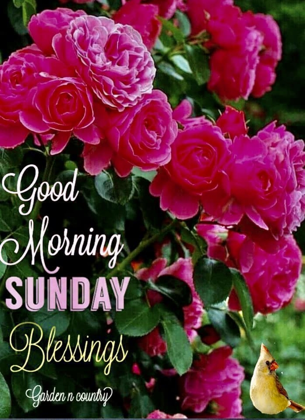10 Beautiful Good Morning & Happy Sunday Greetings With Images - picture 7
