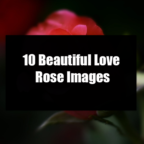 10 Beautiful Love Rose Images