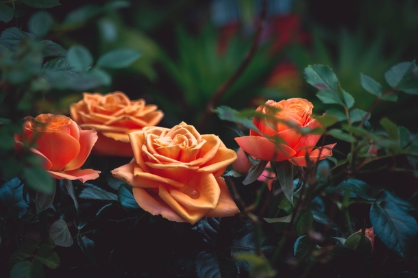 10 Beautiful Love Rose Images - picture 11
