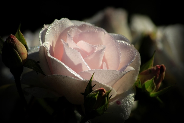 10 Beautiful Love Rose Images - picture 3