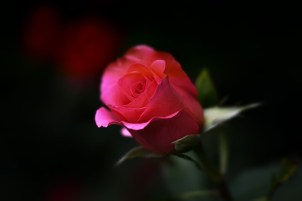 10 Beautiful Love Rose Images - picture 4