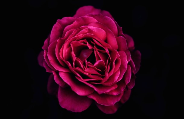 10 Beautiful Love Rose Images - picture 5