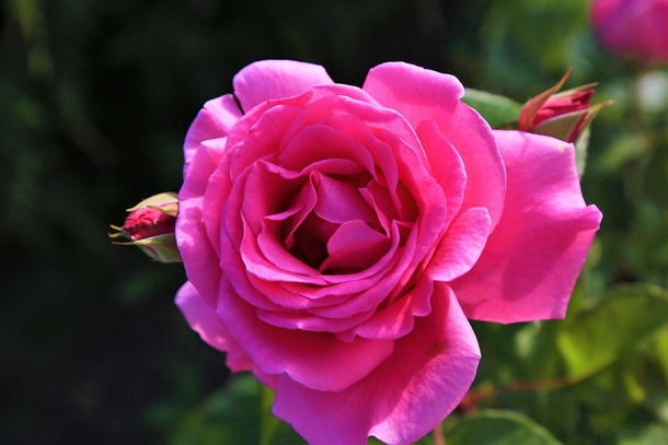 10 Beautiful Love Rose Images - picture 7