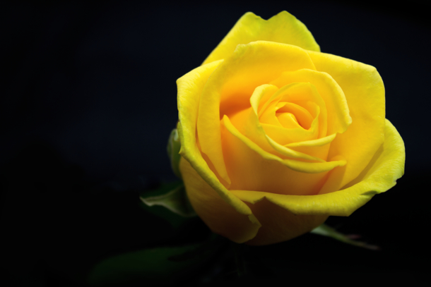 10 Beautiful Love Rose Images - picture 8
