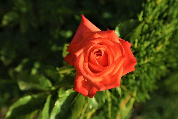 10 Beautiful Love Rose Images - picture 9