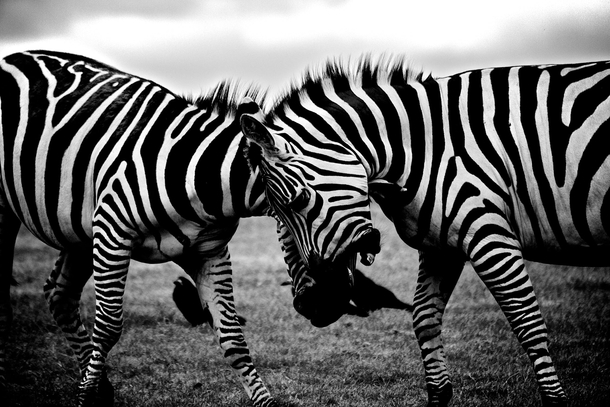 10 Beautiful Photography Shots Taken In Black & White - picture 4