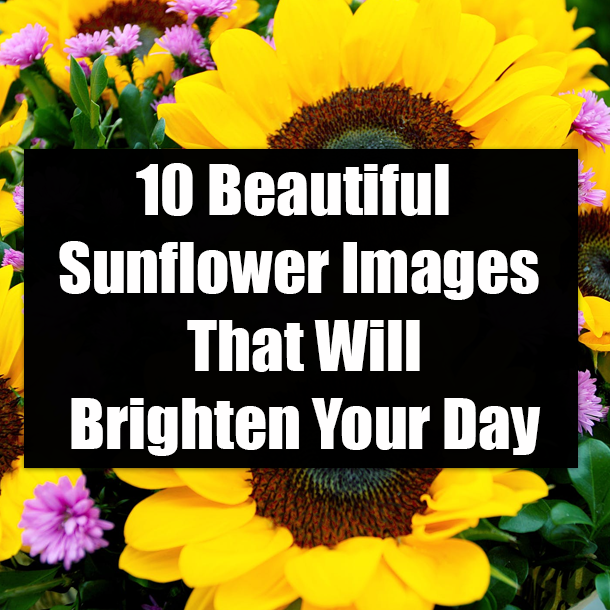 10 Beautiful Sunflower Images That Will Brighten Your Day