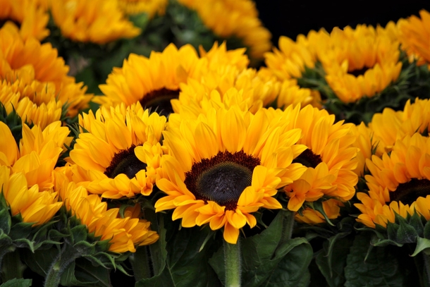 10 Beautiful Sunflower Images That Will Brighten Your Day - picture 10