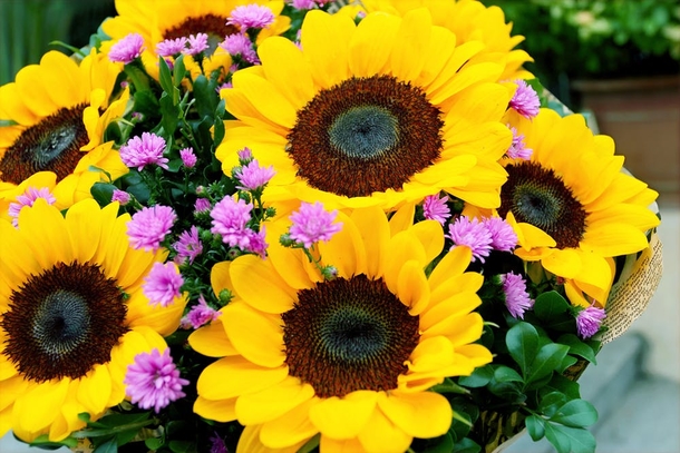 10 Beautiful Sunflower Images That Will Brighten Your Day - picture 11
