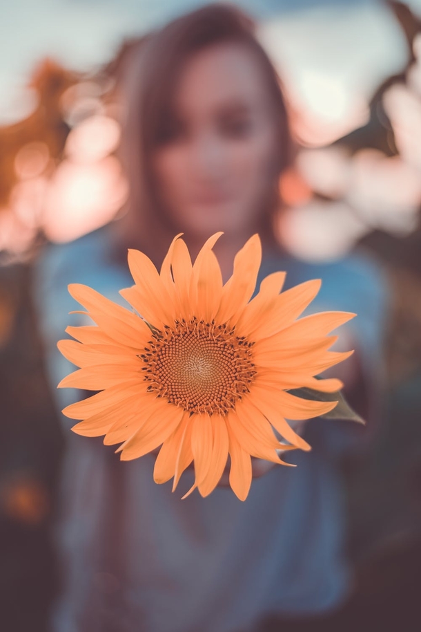 10 Beautiful Sunflower Images That Will Brighten Your Day - picture 12