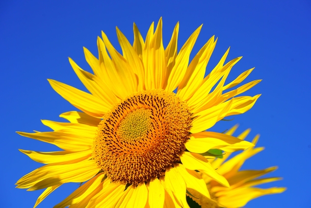 10 Beautiful Sunflower Images That Will Brighten Your Day - picture 13