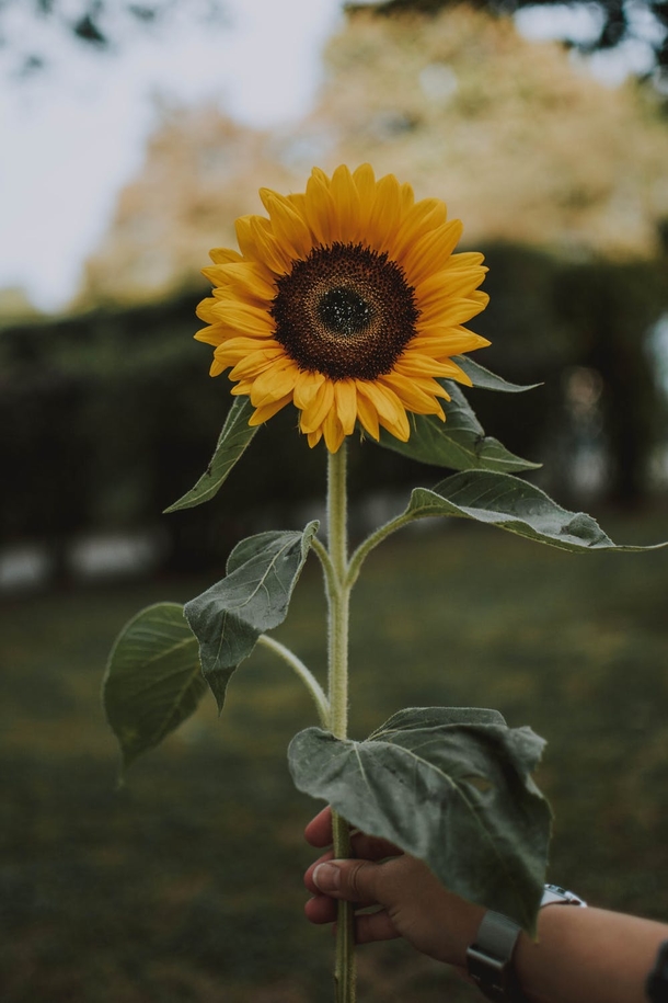 10 Beautiful Sunflower Images That Will Brighten Your Day - picture 2