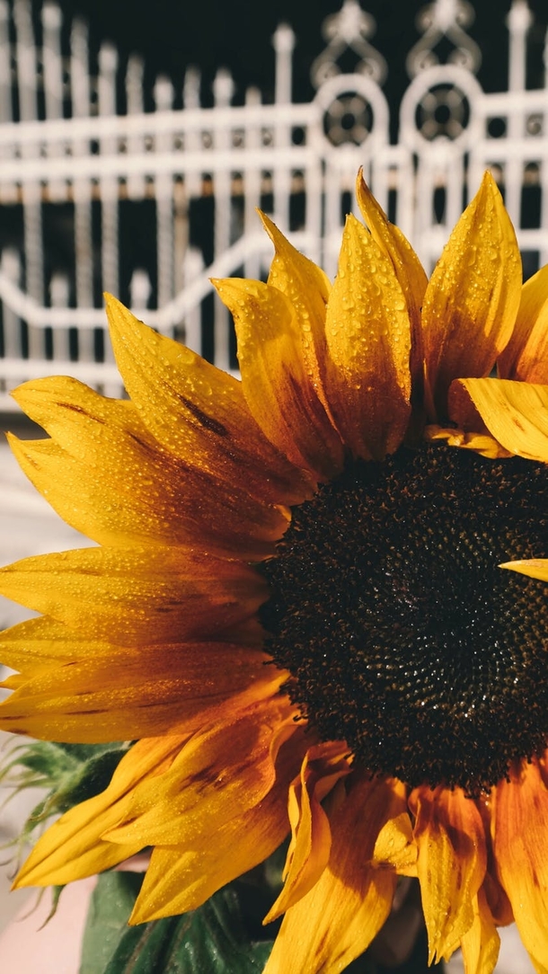 10 Beautiful Sunflower Images That Will Brighten Your Day - picture 3