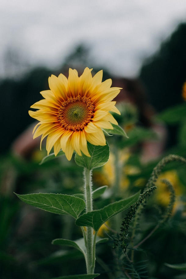 10 Beautiful Sunflower Images That Will Brighten Your Day - picture 4