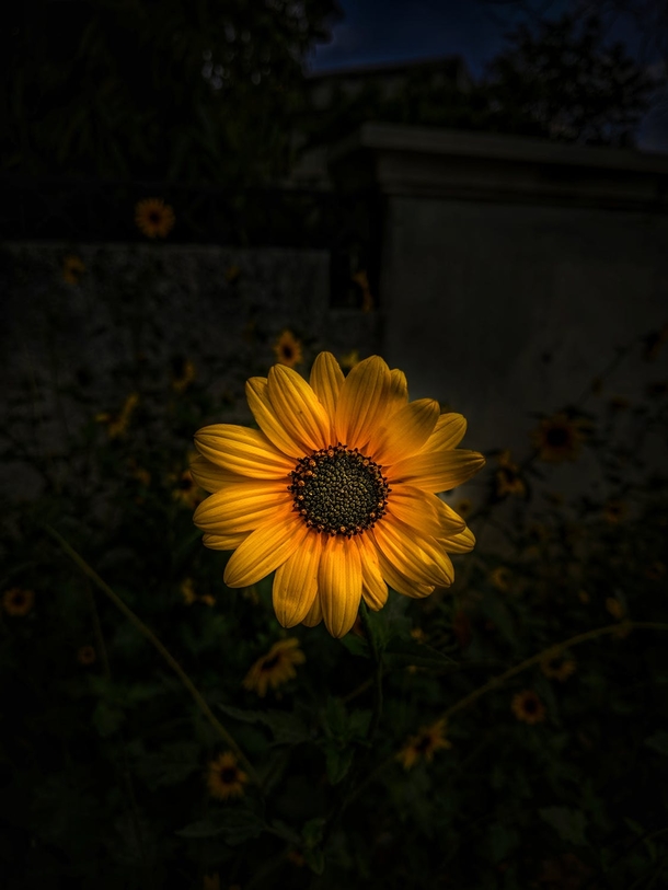 10 Beautiful Sunflower Images That Will Brighten Your Day - picture 6